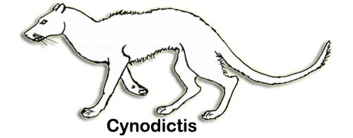 cynodictis